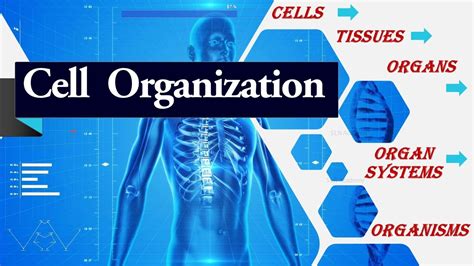 What Is The Cellular Organization Cell Tissue Organ Organ System