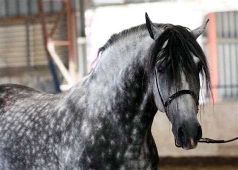 andalusian andalusian horse horses horse breeds