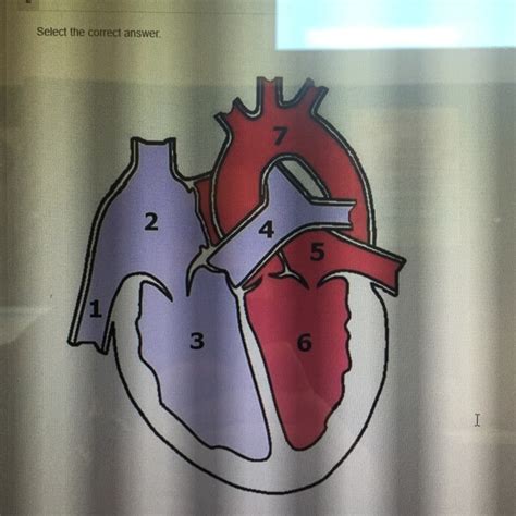 Which Numbers In The Image Represent The Parts Of The Heart Used To