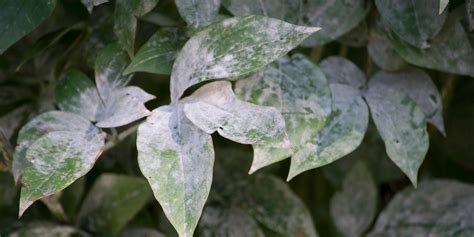 Powdery Mildew On Trees Signs Control And Prevention