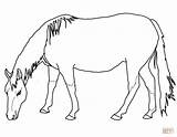 Pintar Kuda Cavalos Kolase Cavalinhos Grazing Paard Colorare Cavalo Tinker Biji Bijian Disegno sketch template