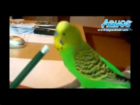 jumping parrot youtube