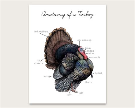 wild turkey anatomy posterart print etsy