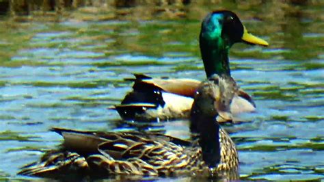 mallard duck couple