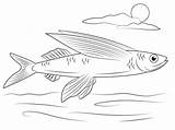 Coloring Pages Fish Flying Template Tarpon Drawing Printable Animal sketch template