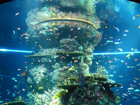 sea aquarium singapore worlds largest aquarium  resorts world sentosa bearbear sg world