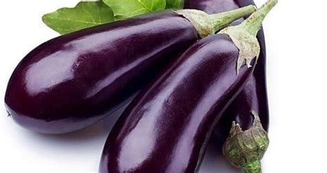 menanam terong ungu  polybag  berbuah lebat lengkap