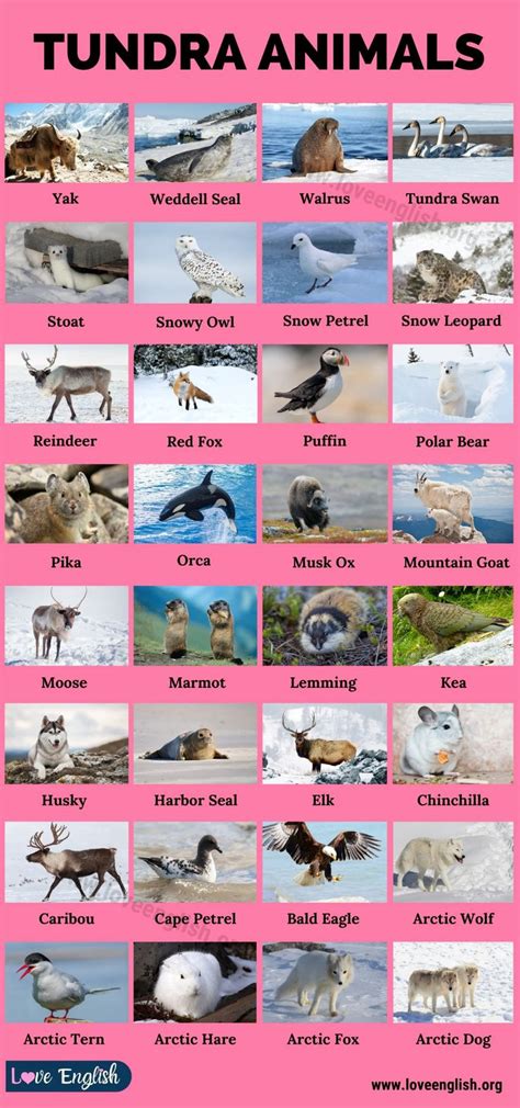 tundra plants  animals list