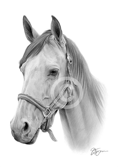 horse pencil drawing print   sizes signed  artist gary tymon ebay