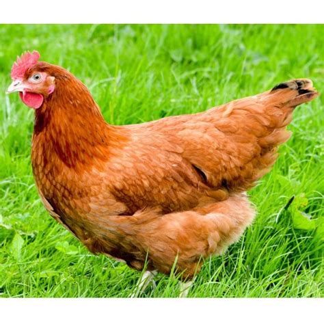 pin de dina bravo en animales imagenes de gallinas gallinas pollo