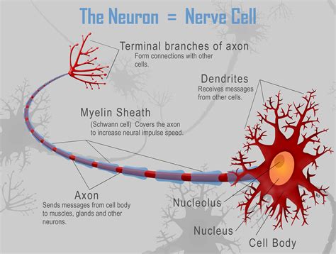 chapter  nerve cell physiology drugs  behavior