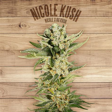 nicole kush   plant strainsio cannabis marijuana strain info