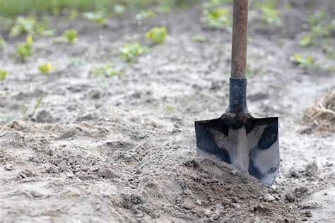 gardening  sandy soil  ways  improve sandy soil    plant