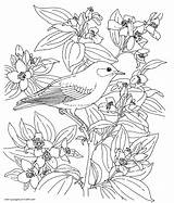Bird Coloring Pages Adults Colouring Printable Print Book Birds Adult Look Other Books sketch template
