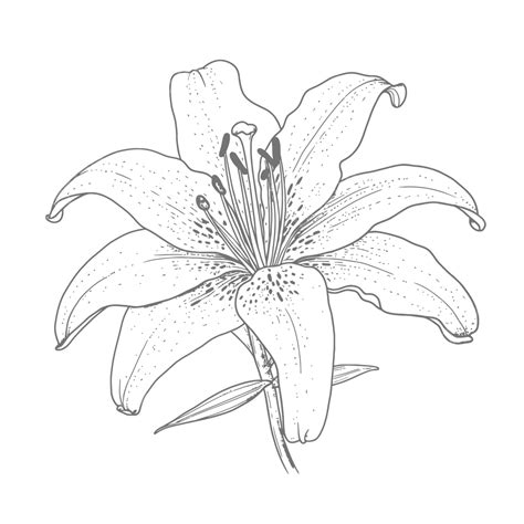 ink  drawing   lily outline sketch vector realistic lily
