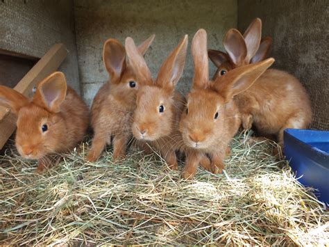 des lapinoux tout roux verlinacom bunnies rabbit pets animaux cute
