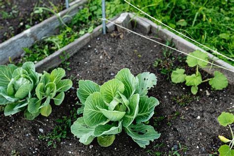 cabbage plant   grow care   harvest cabbages