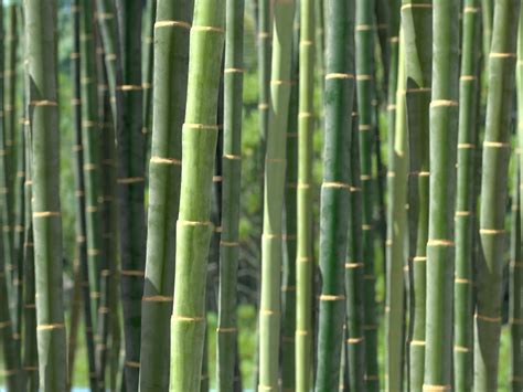 bamboo  persistence  ignorance