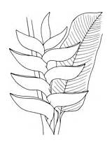Flower Coloring Heliconia Protea sketch template