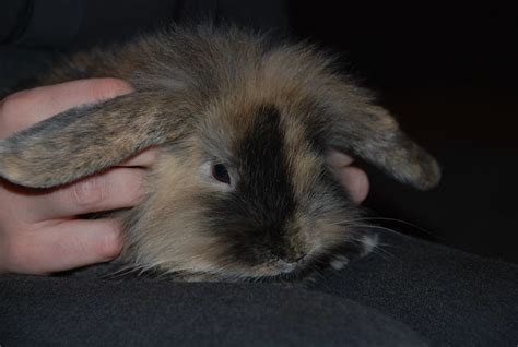 cute bunny face flickr photo sharing