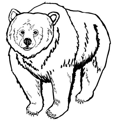 fluffy fur balls bear coloring pages  pictures  cliparts print