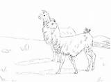 Alpaca Coloring Pages Getcolorings Printable Getdrawings sketch template