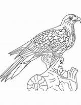 Hawk Coloring Pages Getcolorings Tailed Red sketch template