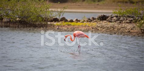 curacao flamingos stock photo royalty  freeimages