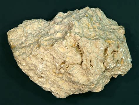 filebrachiopoda limestone hgjpg