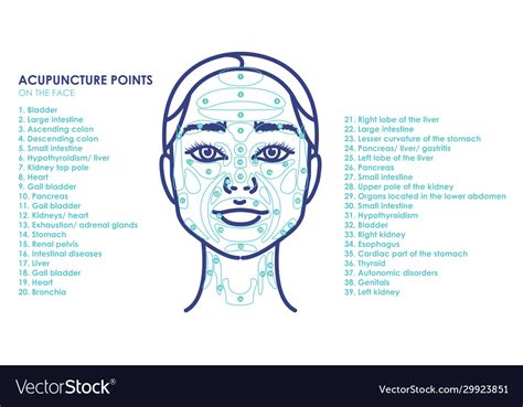 acupuncture points  face young woman face vector image vlrengbr