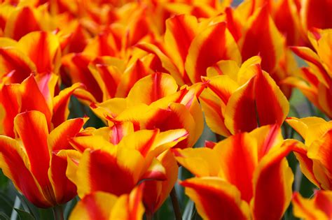 wallpaper orange  yellow tulips peakpx