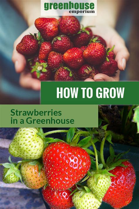 grow strawberries   greenhouse greenhouse emporium