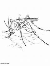 Mosquito Coloring Komar Kolorowanki Pernilongo Insect Dzieci Mosquitos Insetos Insectos Cicada Anopheles Realista Educar Pulga Dibujos sketch template