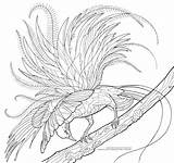 Raggiana Birding Enthusiasts Princeton sketch template