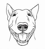 Rolig Framsida Pitbull Fronte Divertente Depositphotos Vetores Engraçada Vetoriais Terriers Clavos Bensinan sketch template