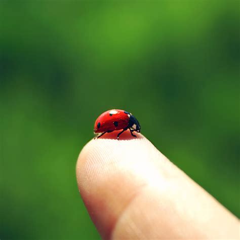 ladybug  cloe patra  deviantart