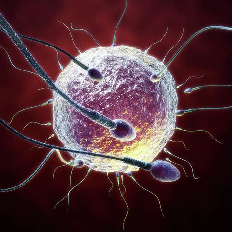 human fertilisation photograph  medi mationscience photo library