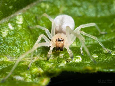 arachtober  ghost spider jciv flickr