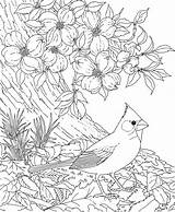 Cardinal Dogwood Coloring Flower Pages Bird Carolina North Birds Blossom Red Drawing Cherry Printable Tree Flowers State Adult Color Blossoms sketch template