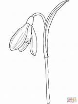Snowdrop Coloring Pages Drawing Printable Flower Snowdrops Flowers Colouring Stained Glass Drawings Illustration sketch template