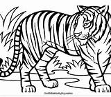 Coloring Pages Printable Tiger Tigers Detroit Getcolorings Tooth Adults Baby Saber Getdrawings Color Colorings Clipartmag Drawing sketch template