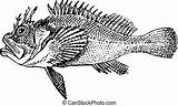 Rockfish Vector Clipart Stonefish Clip Illustrations Drawings sketch template