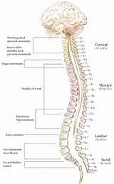 Injury To The Spinal Cord Pictures