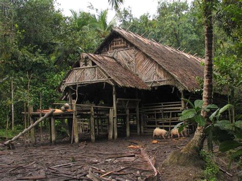 uma traditional communal house sakuddei island siberut part