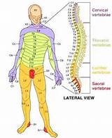 Spinal Nerve Function Chart Pdf Images