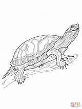 Turtle Painted Pages Western Coloring Turtles Printable Drawing Colouring Supercoloring Color Sketch Tortoise Drawings Sea Terrapin Painting Sheets Print Choose sketch template