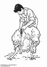 Sheep Shearing Coloring Pages Edupics sketch template