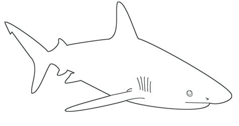 shark template  dragonlove  deviantart