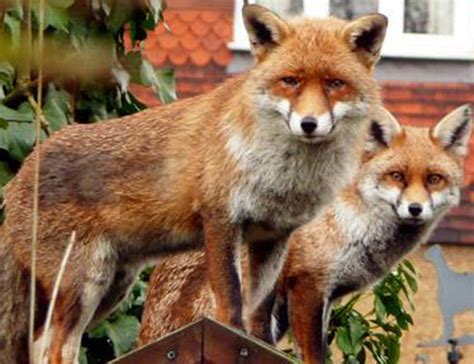 man calls police over foxes having abnormally long sex