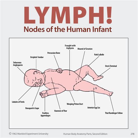 lymph nodes   human infant